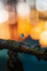 Macro of a single tiny mushroom growing from a moody tree trunk. Beautiful golden hour bokeh from sunlight in the background. Shallow depth of field, warm tones