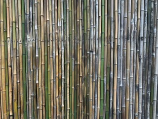 Bamboo trunk wall as background for abstract or design