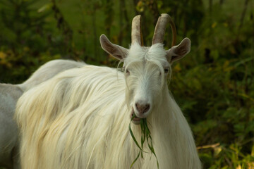 A horned goat stands and thoughtfully eats a grass