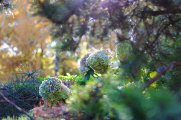 Hydrangeas in autumn park.Time of year is autumn.