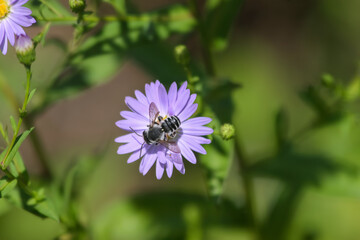 Obraz premium a bee is sitting on a purple flower with a yellow center and a green stem in the background is blurry