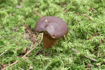 Ein kleinen Maronen-Röhrling-Pilz, der in einem üppigen Moosbett steht.“