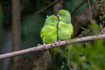 A couple of Plain Parakeet perched on branch. Species Brotogeris chiriri. It is a typical parakeet of the Brazilian forest. Birdwatching. birding. Parrot Valentine's Day. Affection.