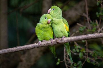 A couple of Plain Parakeet perched on branch. Species Brotogeris chiriri. It is a typical parakeet of the Brazilian forest. Birdwatching. birding. Parrot Valentine's Day. Affection.