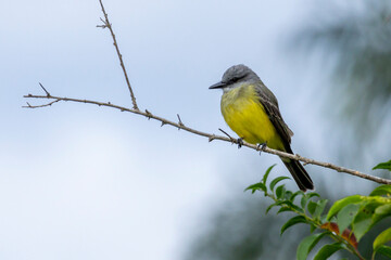 The White-throated Kingbird also known as Suiriri-de-garganta-branca perched on the branches of a tree. Species Tyrannus albogularis. Animal world. Birdwatching. Yellow bird. Flycatcher.