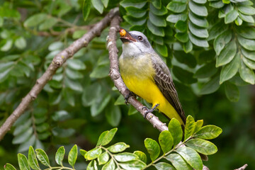 The Tropical Kingbird also known as Suiriri perched on the branches of a tree. Species Tyrannus melancholicus. Animal world. Birdwatching. Yellow bird. Flycatcher. Singing bird.