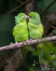 A couple of Plain Parakeet perched on branch. Species Brotogeris chiriri. It is a typical parakeet of the Brazilian forest. Birdwatching. birding. Parrot Valentine's Day. Affection.