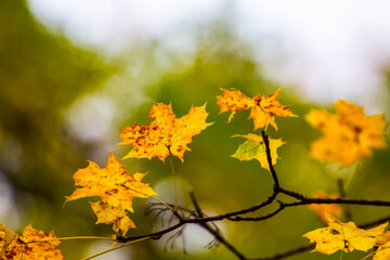 Colorful leaves in october. Colorful leaves in autumn.