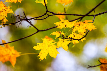 Colorful leaves in october. Colorful leaves in autumn.