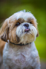 shih tzu dog is sitting in the green grass and flowers