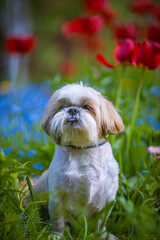 shih tzu dog is sitting in the green grass and flowers