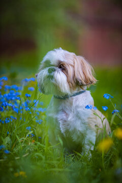 shih tzu dog is sitting in the green grass and flowers