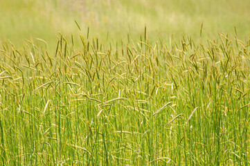 Grasses in filed 