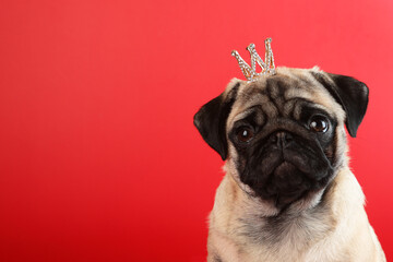 Cute pug puppy in golden crown on red background.Copy space. - obrazy, fototapety, plakaty