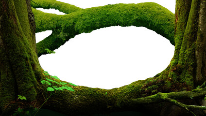 Nature PNG background. Forest frame copy space isolated. Mossy frame composed by shaped trunks, branch, tilted tree, mossy log and roots