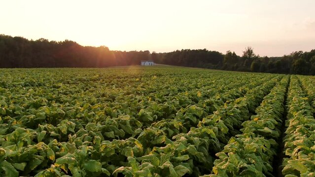 Cinematic Sunset Drone Footage of North Carolina Tobacco Field.
