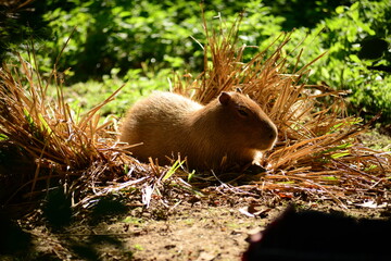 Capybara, U.K. The world largest rodent that can grow 4-5 feet in length, a South American endangered species taken as pets,food or skin unfortunately.
