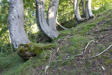 Trees in summer