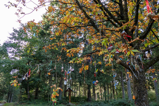 Der Kartoffelbaum im H&uuml;rtgenwald, beliebtes Ausflugsziel in der Eifel.