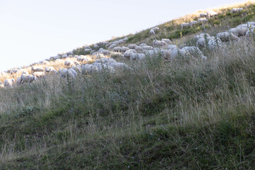 Sheeps in Abruzzo
