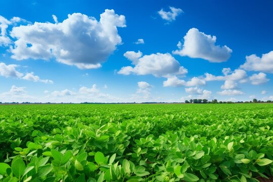 Scenic agricultural view with flourishing soybean crop. Generative AI
