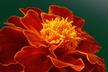 Red-orange Tagetes flower very close up on dark green background