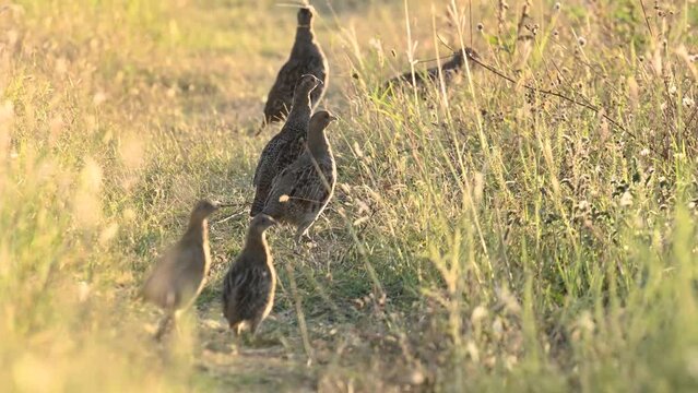 Group of partridges. Grey partridge Perdix perdix. In the wild, birds hide in the field. Slow motion.