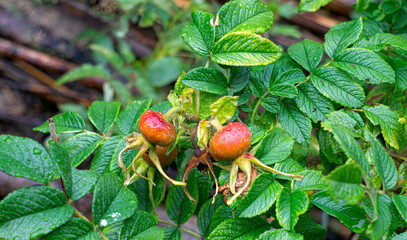 Green and pink rose hips ripen on rosehip branches.