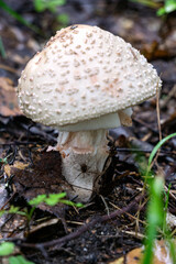 A white fly agaric with a spider on a leg grows in the forest.