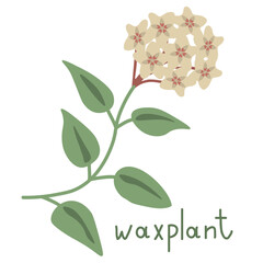 Waxplant vector flower - 659161174