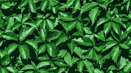 Banner made of green leaves texture. Natural banner, pattern of green plant leaves