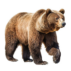 brown bear isolated png on transparent background - obrazy, fototapety, plakaty