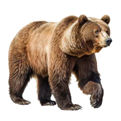 Poster Im Rahmen brown bear isolated png on transparent background © Jaume Pera