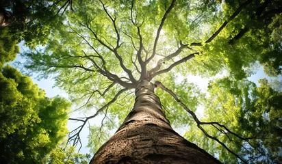 Papier Peint photo autocollant Chocolat brun Huge tree in the forest, seen from below. AI generated