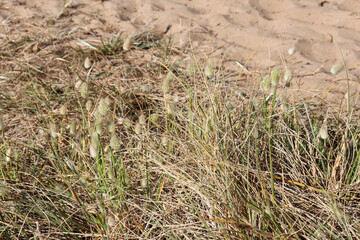 grasses and bunny tail grasses in beach sands