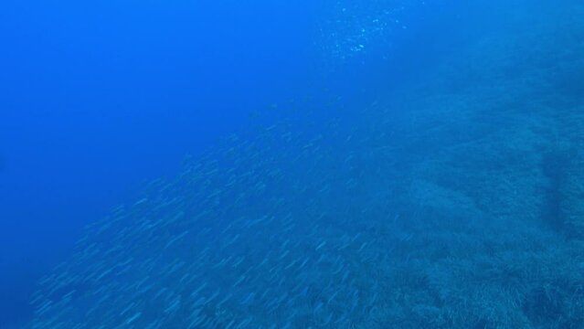 Underwater life - Sardinella fish baitball in blue sea water