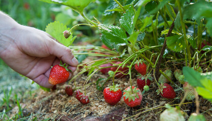 Picking strawberries in the organic fruit farm.