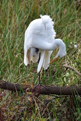 Great Egret