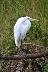 Great Egret