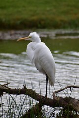 Great Egret