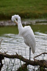 Great Egret