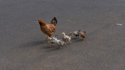 Hen and Chicks in Kauai