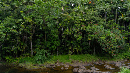 Jungle's Edge in Hawaii