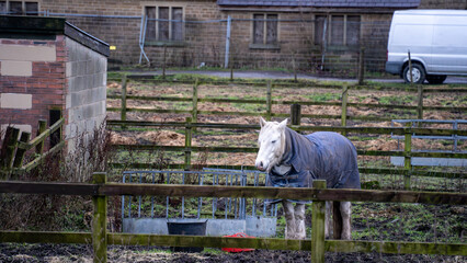 beautiful horses on the horse farm. 2 horses on green grass on the farm