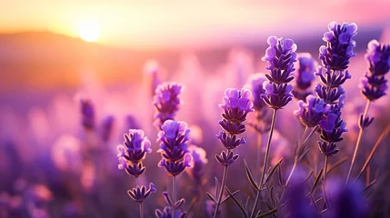 Fototapeten Sanset purple lavender field close up © Daisha