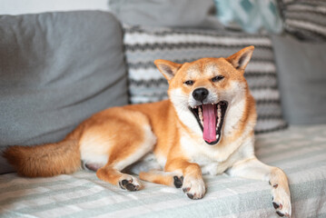 Shiba inu male dog is lying on the sofa and yawning