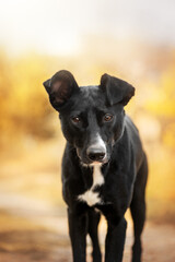 beautiful portrait of a black mixed breed dog in an autumn park
