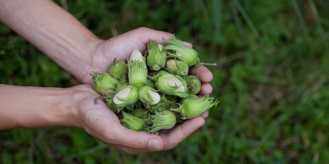Naklejka na ściany i meble Hazelnut harvest - fresh, green nut in a hazel orchard.