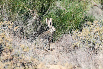 Tolai hare (Lepus tolai) sitting in saxaul forest