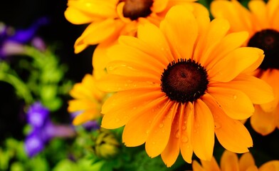 Close-up of bright orange and yellow sunflower with water drops on its petals, with a blurred background bokeh effect.
